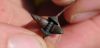 Tungsten Putty Holder Strategy 