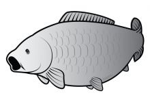 Nálepka Kapr SILVER